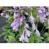 Bohyška 'Blue Cadet'- Hosta 'Blue Cadet'  Hosta 'Blue Cadet'