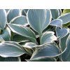 Bohyška 'El Nino' - Hosta 'El Nino'  Hosta 'El Nino'