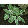 Bohyška 'Ginko Craig'  - Hosta 'Ginko Graig'  Hosta 'Ginko Graig'