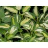 Bohyška 'Lakeside Cupcake'  Hosta 'Lakeside Cupcake'