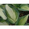 Bohyška 'Lakeside Cupcake'  Hosta 'Lakeside Cupcake'