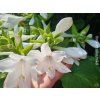 Bohyška jitrocelová 'Grandiflora' - Hosta plantaginea 'Grandiflora'  Hosta plantaginea 'Grandiflora'