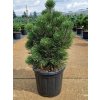 Borovice bělokorá 'Malinki'  Pinus leucodermis 'Malinki'