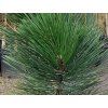 Borovice bělokorá 'Malinki'  Pinus leucodermis 'Malinki'