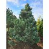 Pinus uncinata (2)
