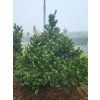 Pinus uncinata2