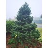 Pinus uncinata3