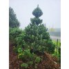 Pinus uncinata4