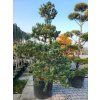 Pinus parviflora 'Glauca' (3)