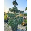Pinus parviflora 'Glauca' (2)