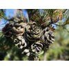 Borovice drobnokvětá 'Glauca'  Pinus parviflora 'Glauca'