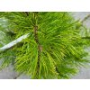 Pinus mugo 'Corley's Mat'2 (3)