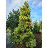 Borovice lesní 'Aurea'  Pinus sylvestris 'Aurea'