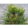 36765 1 borovice lesni globosa viridis