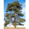 ponderosa2