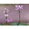 shooting star plant care and growing guide 4683929 02 30df0814917a4308a22dd716e4d1444b (1)