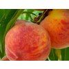 Broskvoň 'Harrow Beauty'  Prunus persica 'Harrow Beauty'