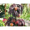 Broskvoň 'Honey Red'  Prunus persica 'Honey Red'