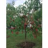 Broskvoň 'Saturn'  Prunus persica 'Saturn'