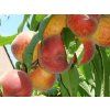 Broskvoň 'Springcrest'  Prunus persica 'Springcrest'