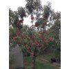 Broskvoň 'Suncrest'  Prunus persica 'Suncrest'