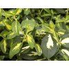 Brslen Fortuneův 'Interbolwi' Blondy  Euonymus fortunei 'Interbolwi' Blondy