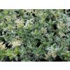 Euonymus fortunei Harlequin Spindelstrauch 1