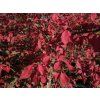 Euonymus alatus (1)