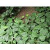 Břečťan kavkazský 'Dentata'  Hedera colchica 'Dentata'