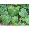 Břečťan kavkazský 'Dentata'  Hedera colchica 'Dentata'