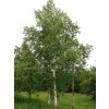 betula2