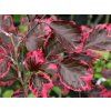 purpurea tricolor