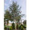 glauca2