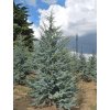 glauca3