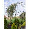 37458 5 glauca pendula cedr2
