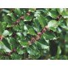 Cesmína Meserveova 'Blue Prince'  Ilex x meserveae 'Blue Prince'