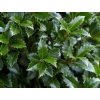 Cesmína modrá 'Heckenstar'  Ilex meserveae 'Heckenstar'