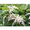 Čechrava simplicifolia 'White Sensation®' - Astilbe simplicifolia 'White Sensation'  Astilbe simplicifolia 'White Sensation'
