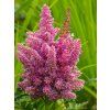 Čechrava japonská 'Mainz' - Astilbe japonica 'Mainz'  Astilbe japonica 'Mainz'