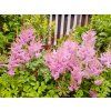 Čechrava simplicifolia 'Henny Graafland' - Astilbe simplicifolia 'Henny Graafland'  Astilbe simplicifolia 'Henny Graafland'
