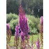 Čechrava taquetii 'Purpurlanze' - Astilbe taquetii 'Purpurlanze'  Astilbe taquetii 'Purpurlanze'