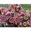 37950 1 cemerice hgc pink frost helleborus hgc pink frost