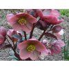 37950 2 cemerice hgc pink frost helleborus hgc pink frost