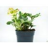 Helleborus Christmas Carol (1)
