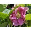 Hellebourus orientalis