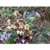37998 1 cemerice vychodni emma helleborus orientalis emma