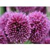 Česnek kulatohlavý - Allium sphaerocephalon  Allium sphaerocephalon