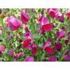 Čilimník 'Boskoop Ruby'  Cytisus scoparius 'Boskoop Ruby'