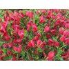Čilimník 'Boskoop Ruby'  Cytisus scoparius 'Boskoop Ruby'