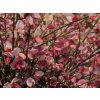 Čilimník časný 'Hollandia'  Cytisus praecox 'Hollandia'